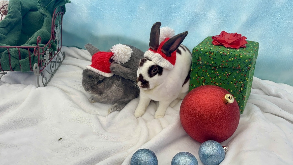 Mochi and Cyndi Lopear in Santa hats