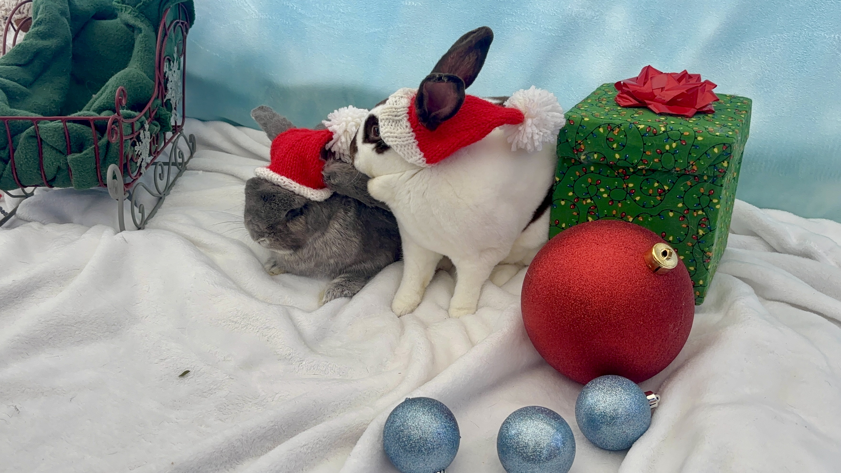 Mochi and Cyndi Lopear in Santa hats